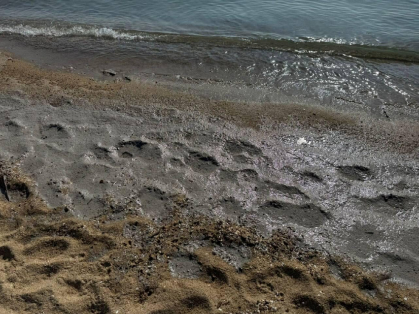 Черноморское побережье протяженностью 350 метров загрязнено маслом 