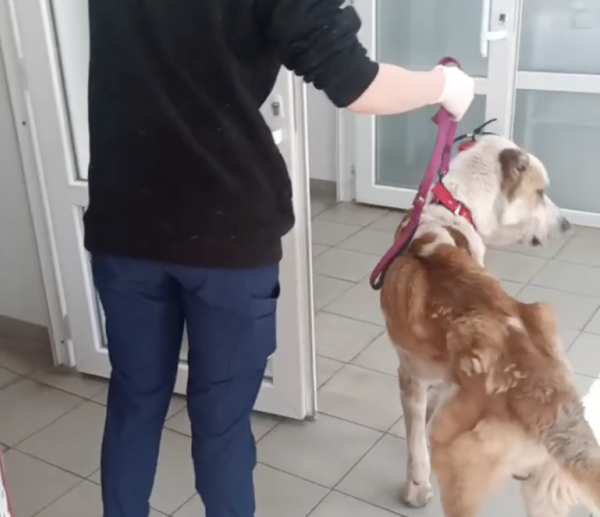 В Одесской области священник полтора года морил голодом своего алабая