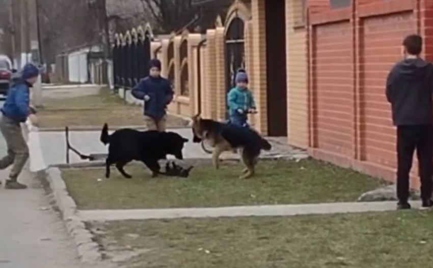 Несовершеннолетние живодеры из Одесской области снова замучили животное – на этот раз котенка