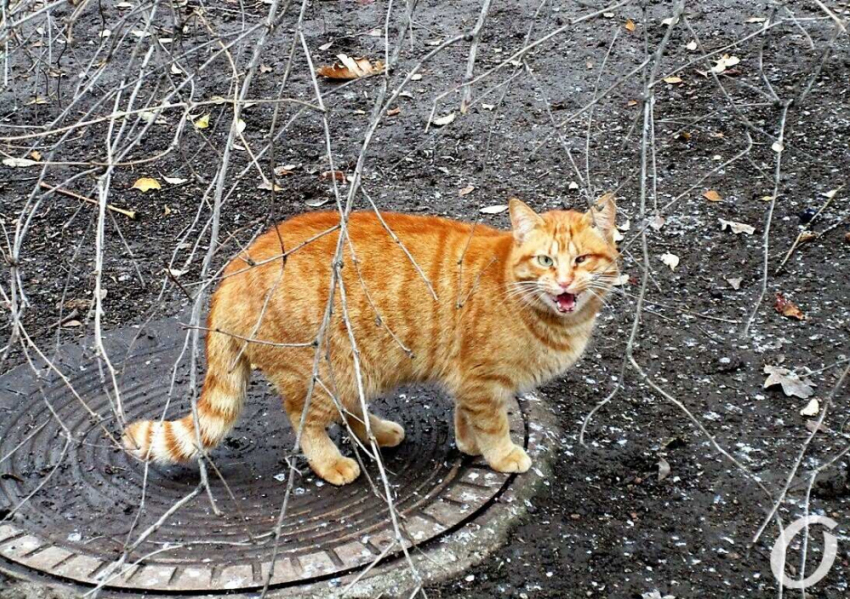 Одесситы пожаловались на мужчину, который стрелял по котам, но есть нюанс