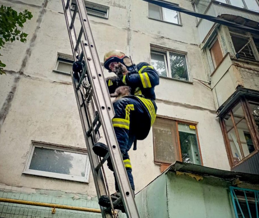 В Одессе спасли кота