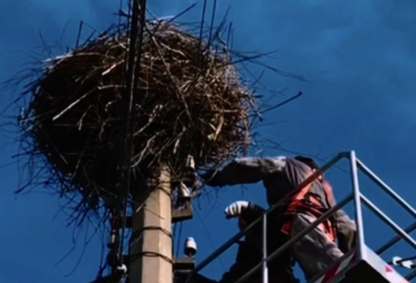 Одесские электрики установили в городе платформы с гнездами для аистов