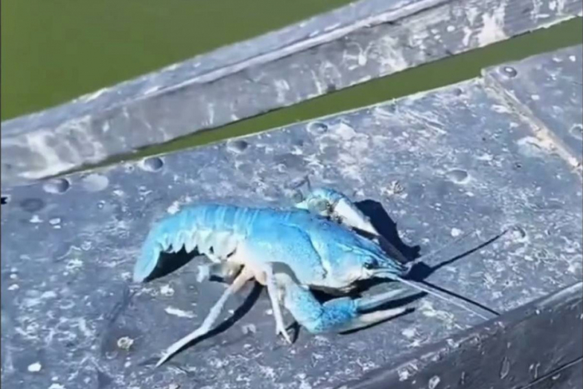 «Совершенно голубой»: под Одессой поймали считавшееся вымершим членистоногое