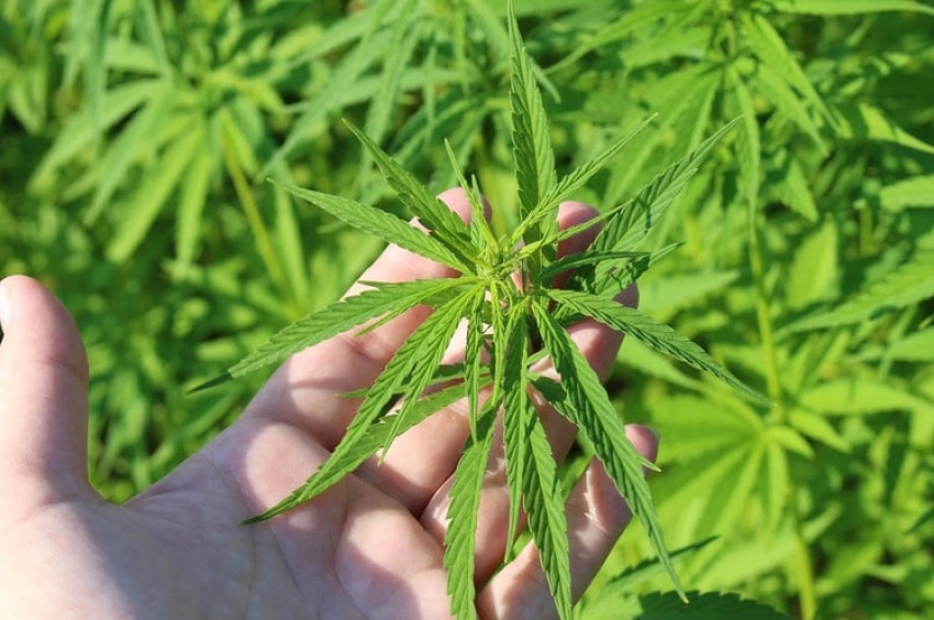Морпеха из Татарбунар осудили на три года за коноплю на участке