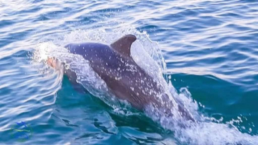 У берегов Одесчины массово гибнут дельфины