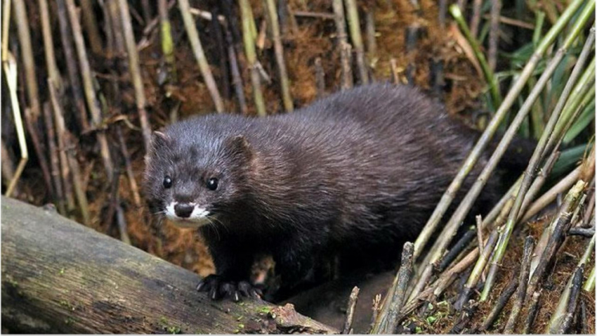 В Одесской области зафиксировали редкую европейскую норку