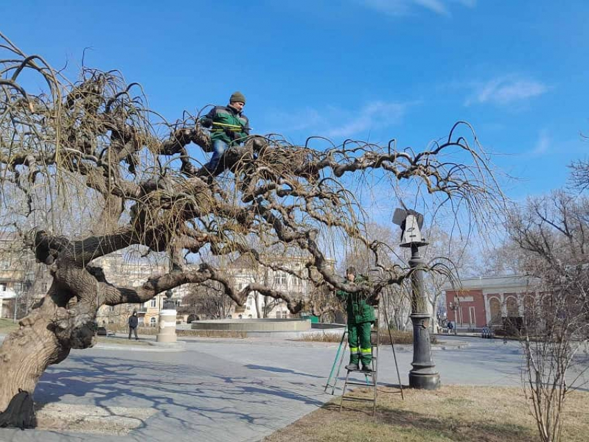 В Одессе омолаживают 130-летние софоры на Театральной площади