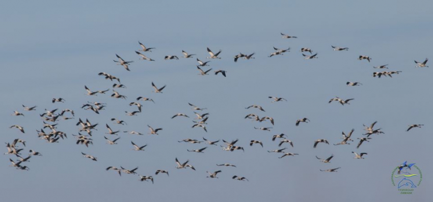 Из Африки в Одесскую область прилетели краснокнижные журавли